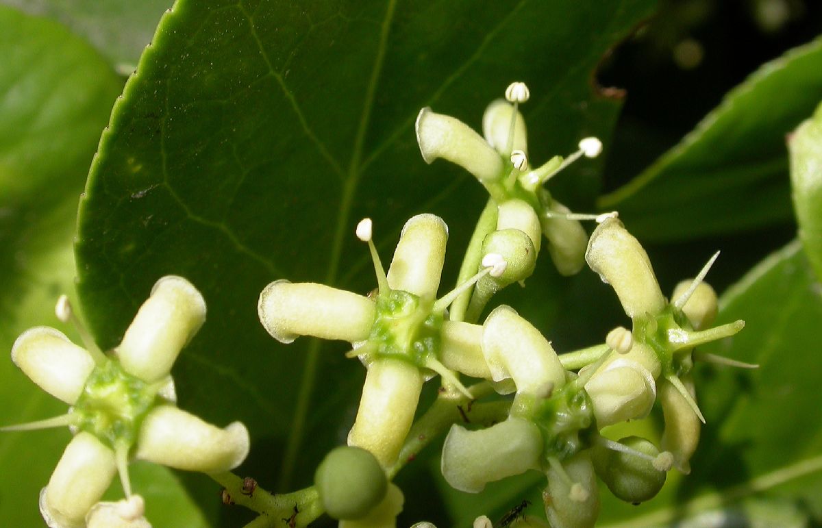 Celastraceae Euonymus 