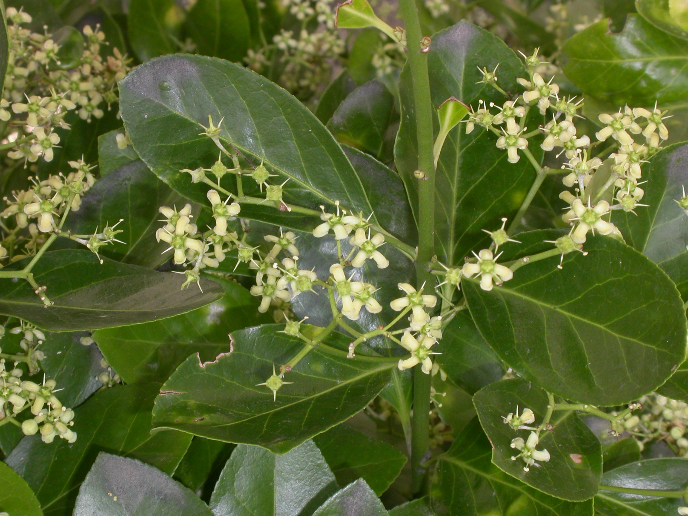 Celastraceae Euonymus 