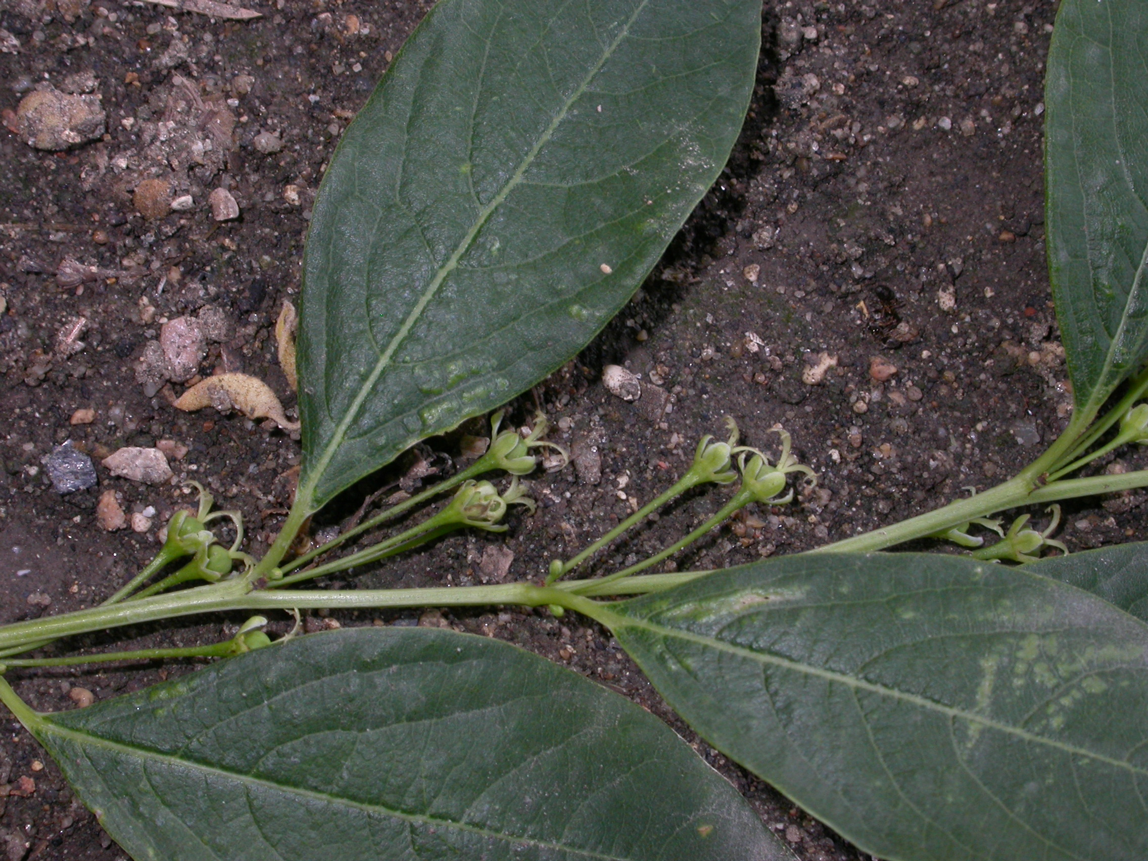 Euphorbiaceae Euphorbia amygdaloides
