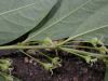 image of Euphorbia amygdaloides