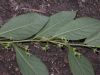 image of Euphorbia amygdaloides