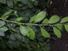 image of Euphorbia amygdaloides