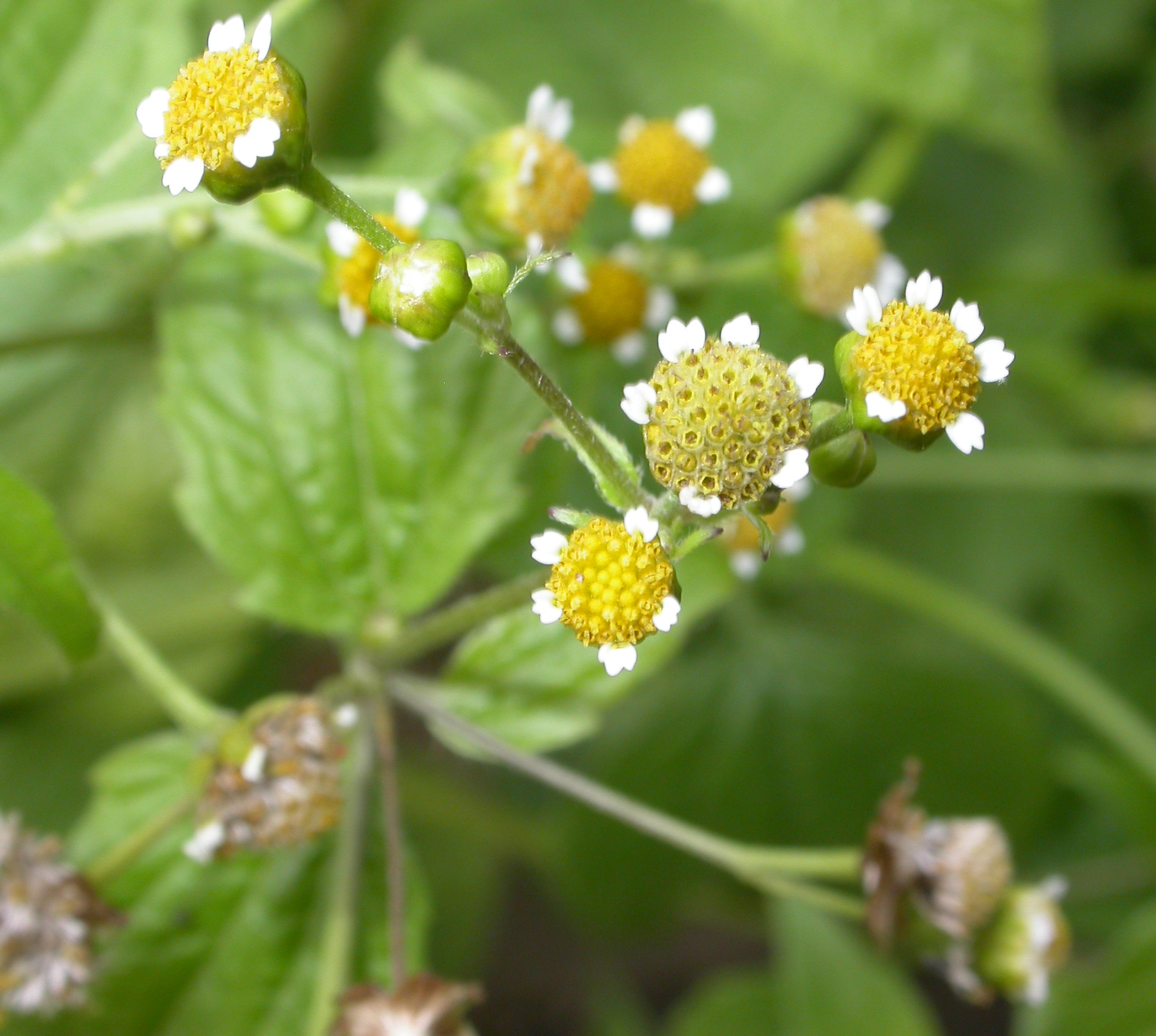 Asteraceae Galinsoga parviflora