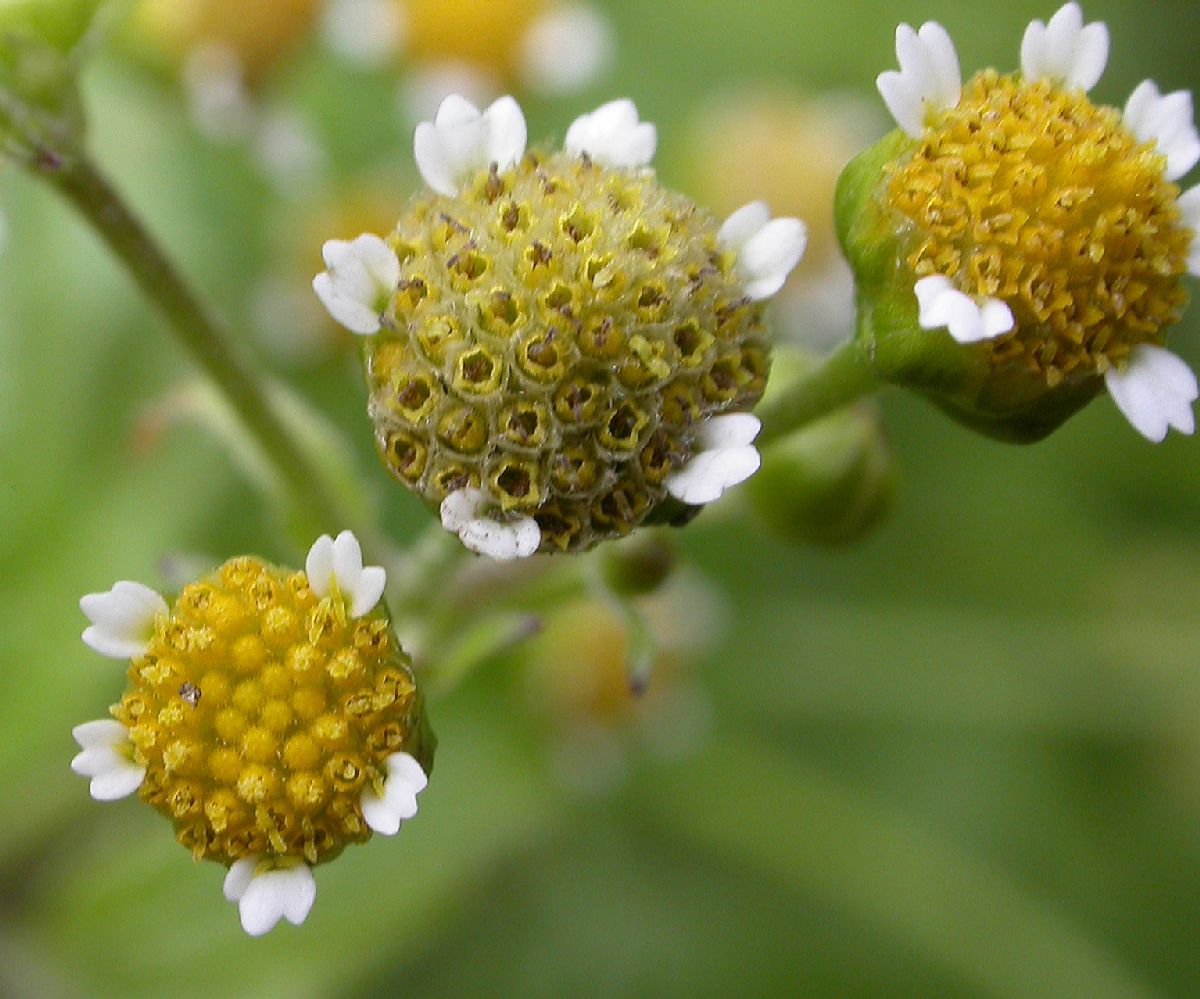Asteraceae Galinsoga parviflora