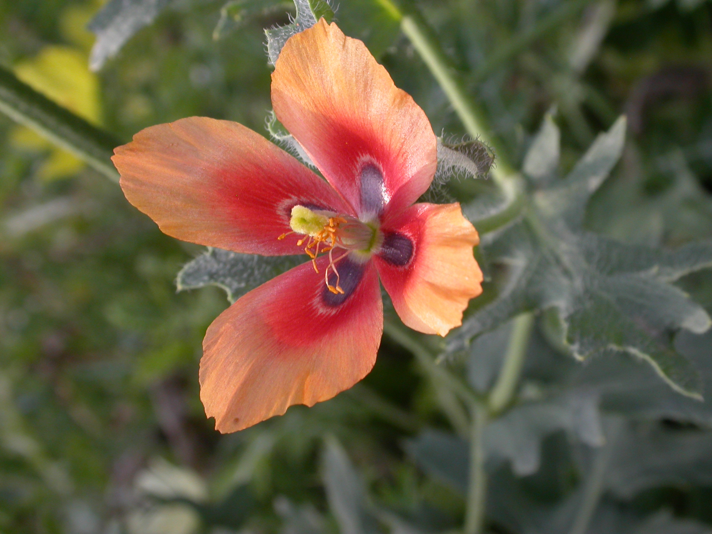 Papaveraceae Glaucium corniculatum