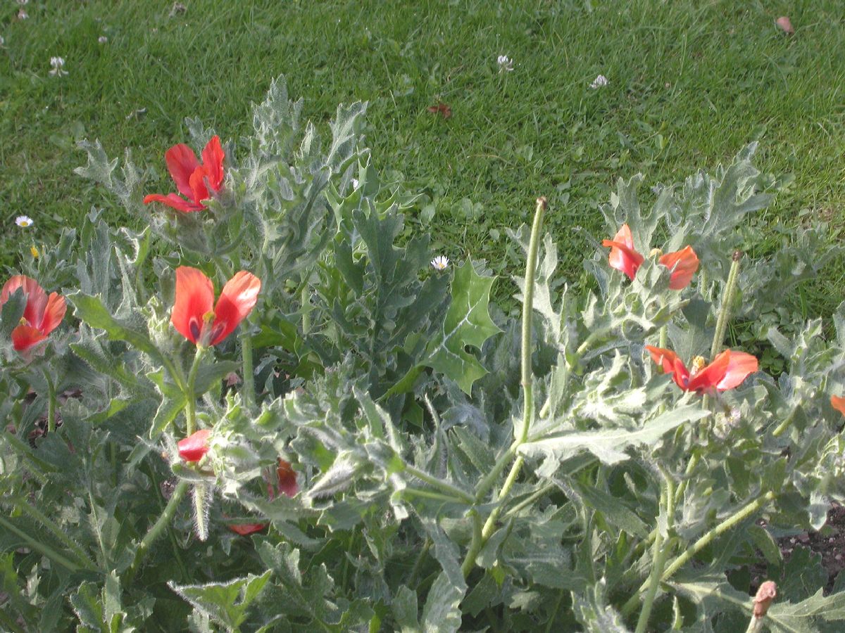 Papaveraceae Glaucium corniculatum