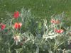 image of Glaucium corniculatum