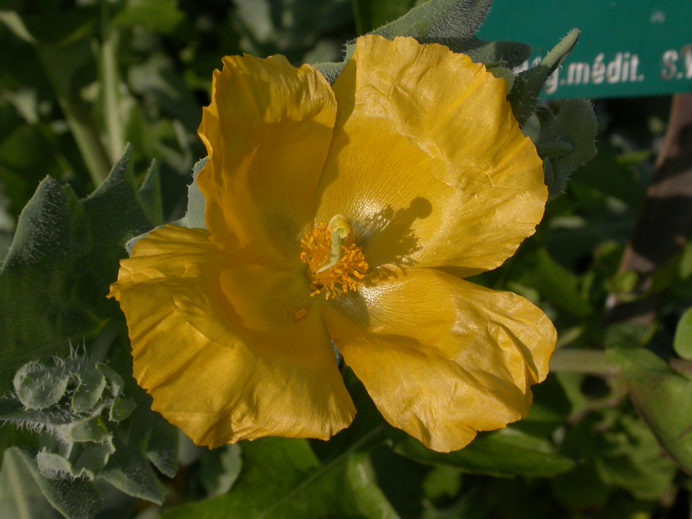 Papaveraceae Glaucium flavum