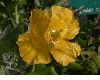 image of Glaucium flavum