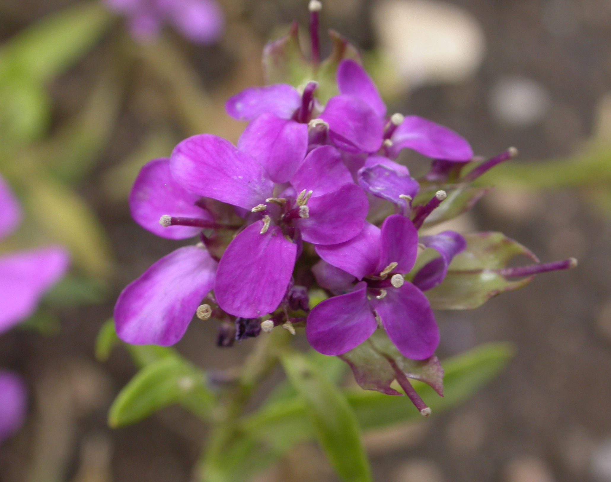 Brassicaceae Iberis umbellata