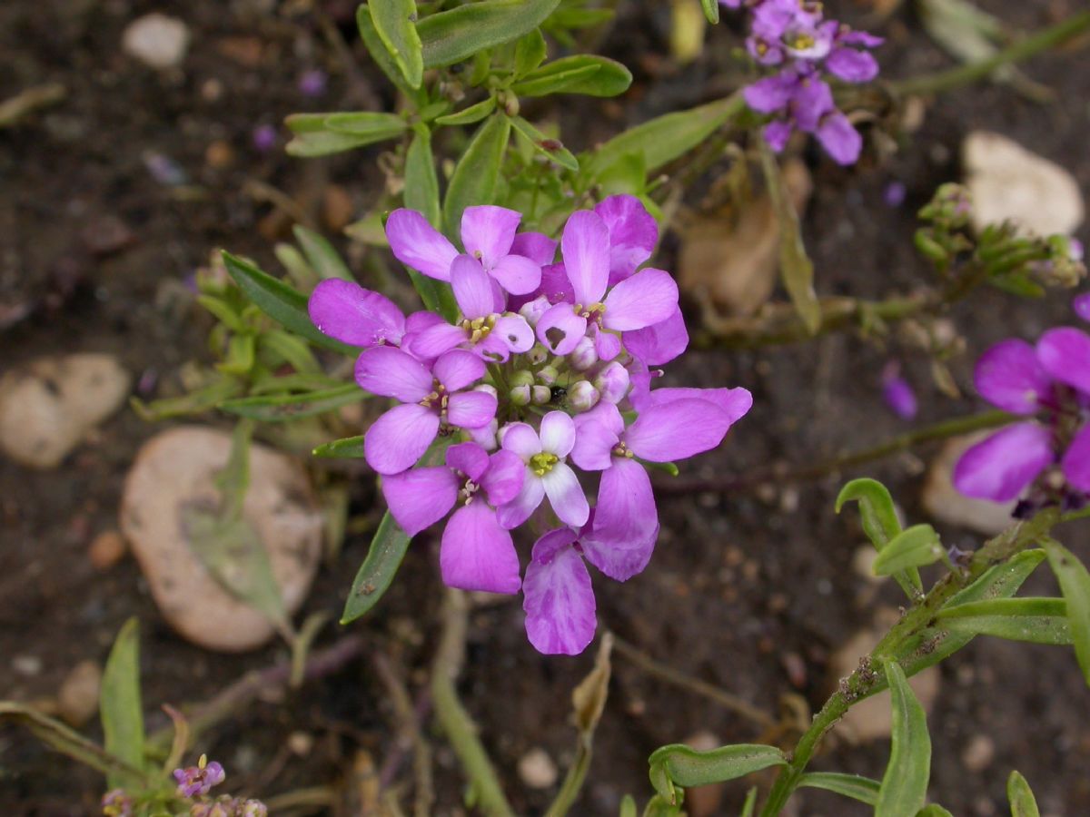 Brassicaceae Iberis umbellata
