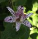 image of Tricyrtis hirta