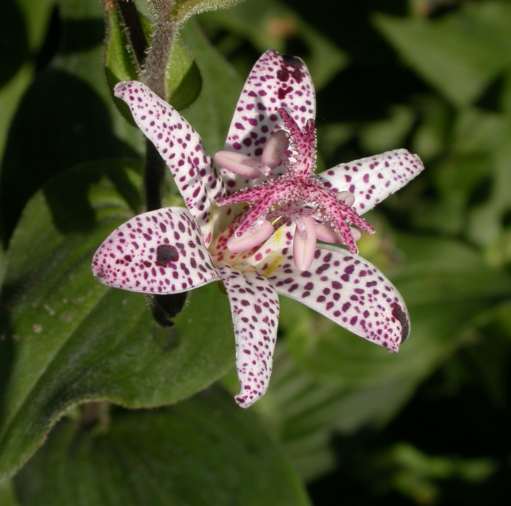 Liliaceae Tricyrtis hirta