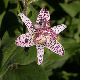 image of Tricyrtis hirta