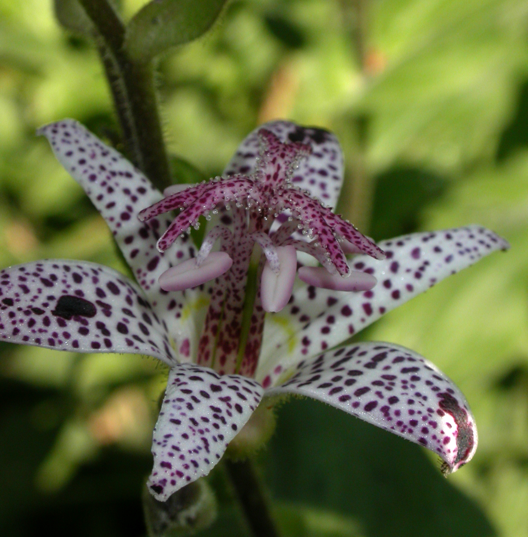 Liliaceae Tricyrtis hirta