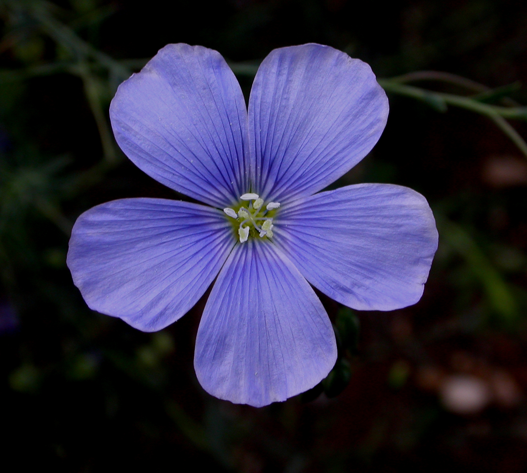 Linaceae Linum grandiflorum