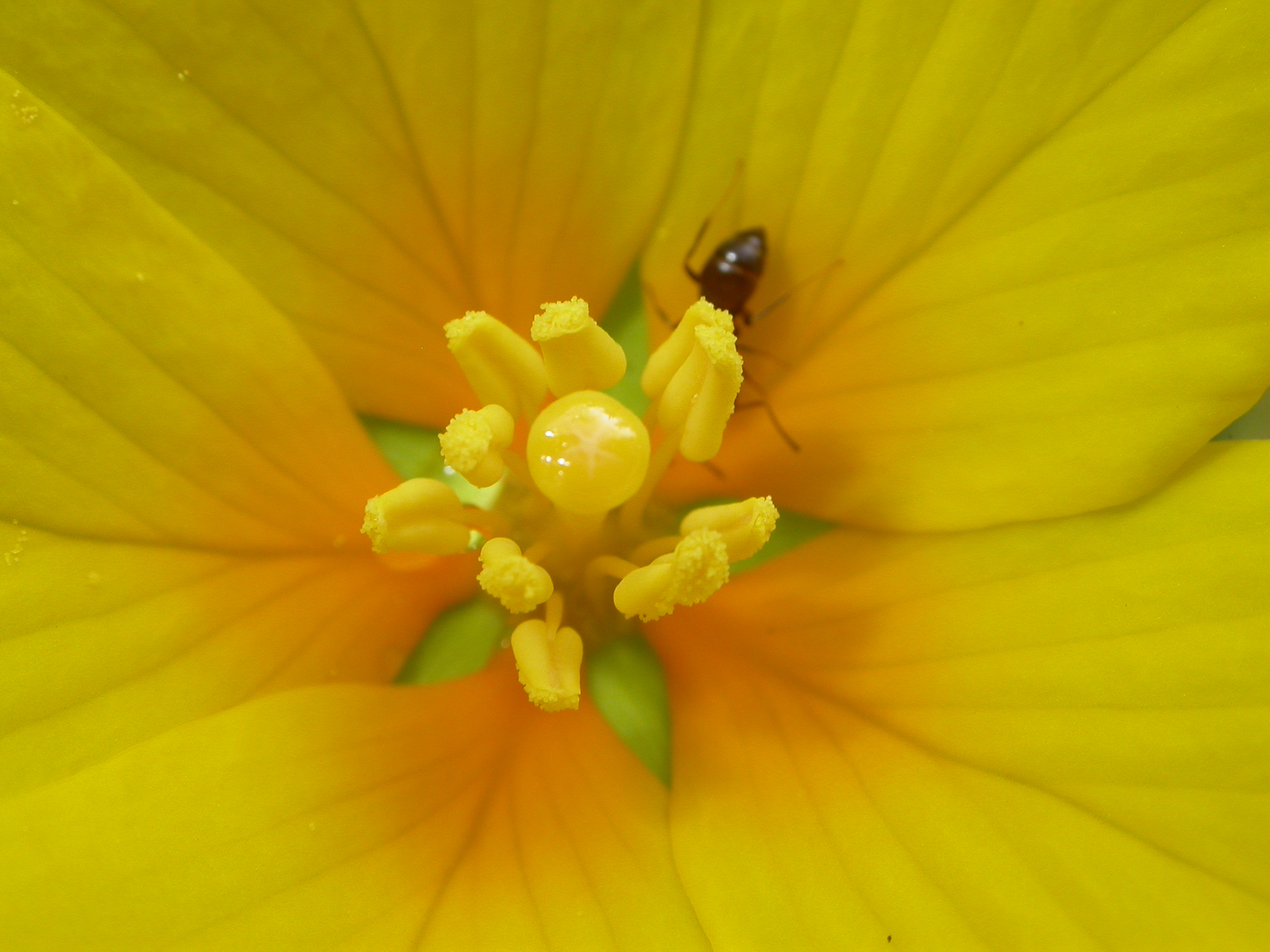 Onagraceae Ludwigia grandiflora
