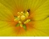 image of Ludwigia grandiflora