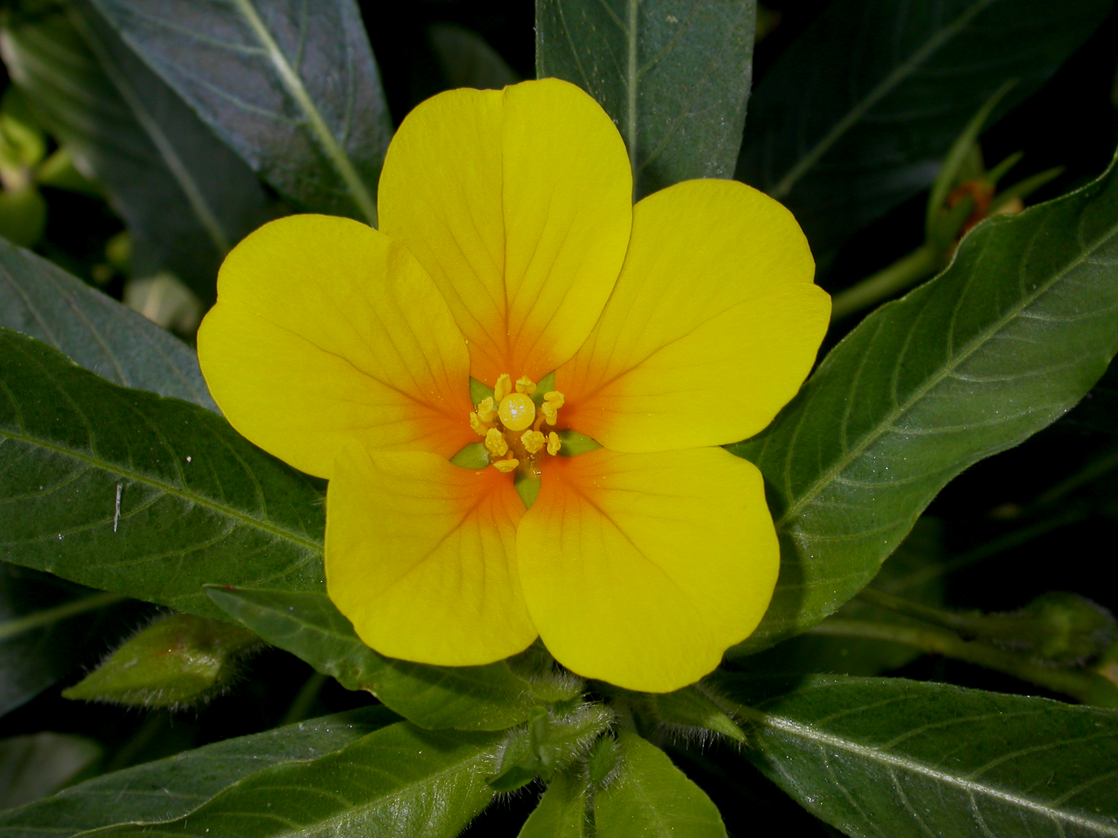 Onagraceae Ludwigia grandiflora