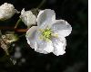 image of Minuartia capillacea