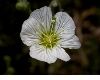 image of Minuartia capillacea