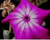 image of Lychnis coronaria