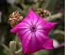 image of Lychnis coronaria