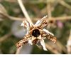 image of Lychnis coronaria