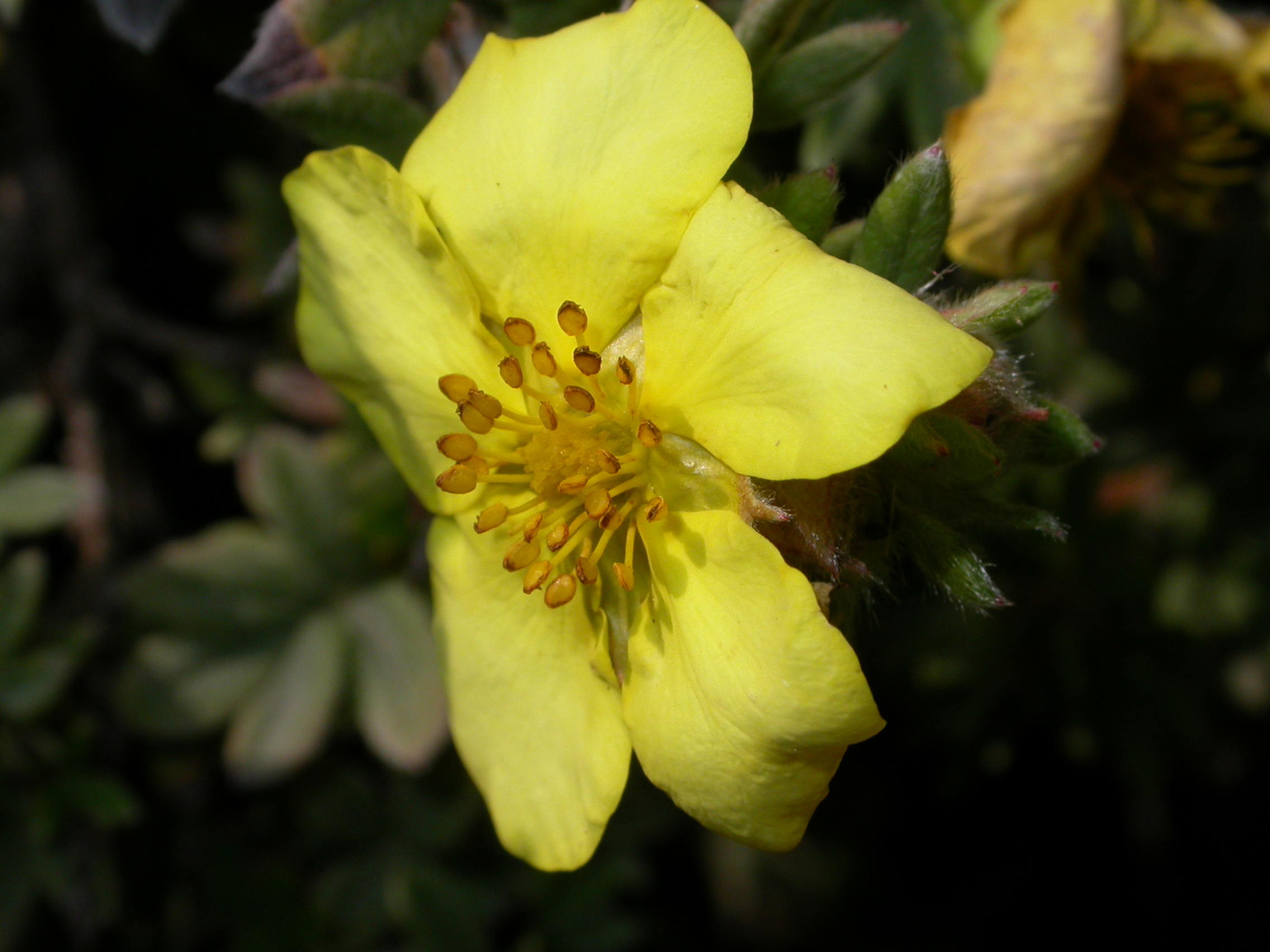 Rosaceae Potentilla fructicosa