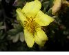 image of Potentilla fructicosa
