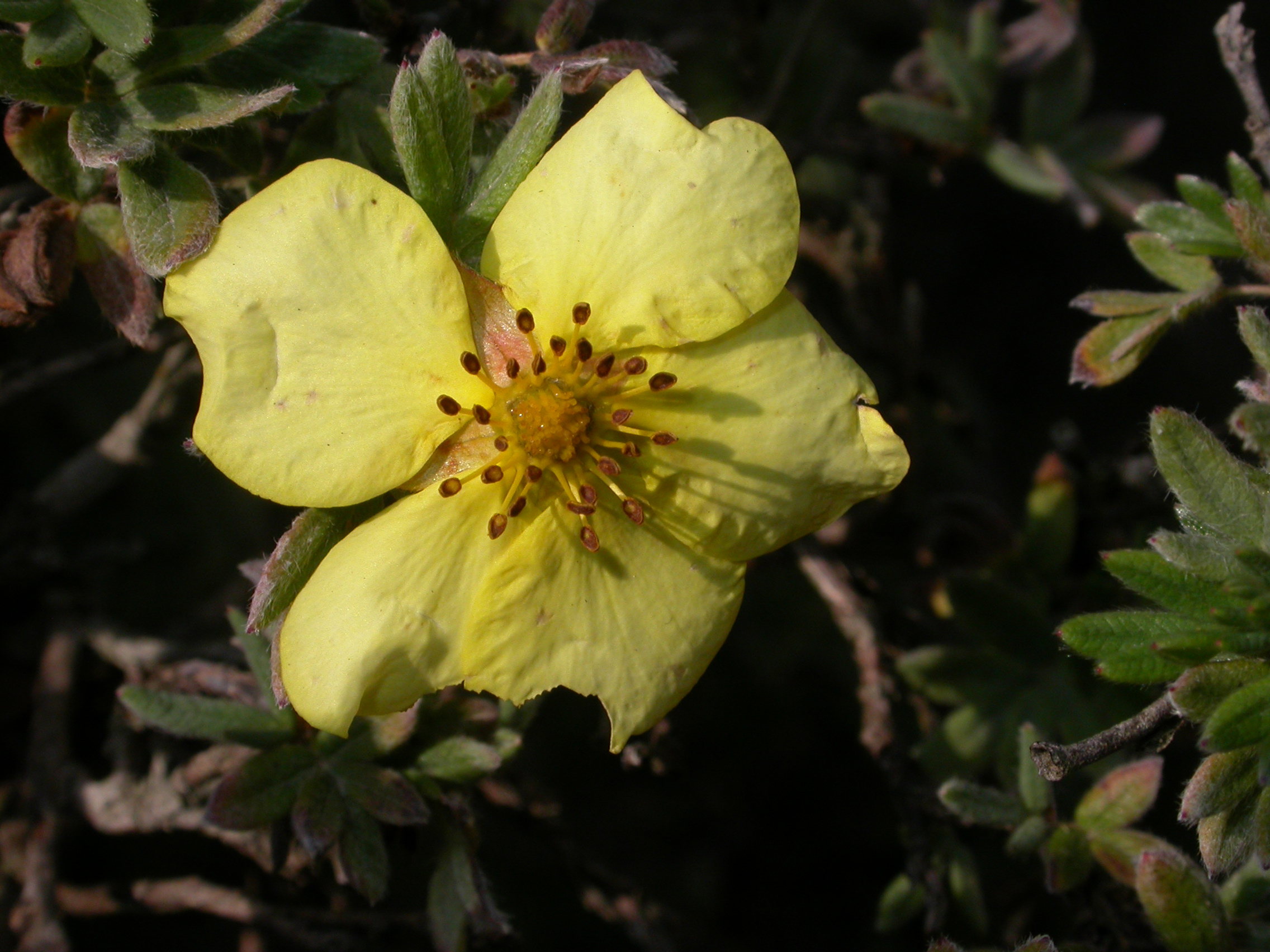 Rosaceae Potentilla fructicosa