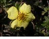 image of Potentilla fructicosa