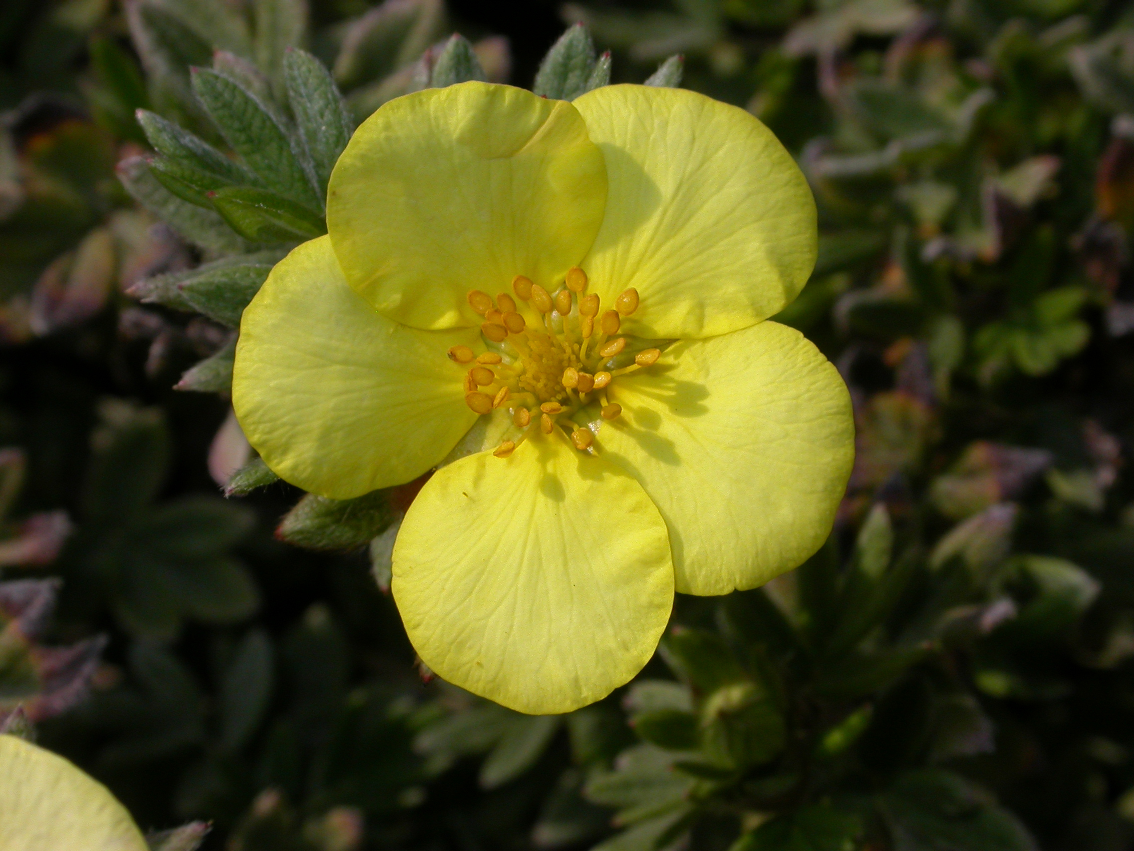 Rosaceae Potentilla fructicosa