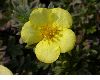 image of Potentilla fructicosa