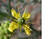 image of Ruta graveolens