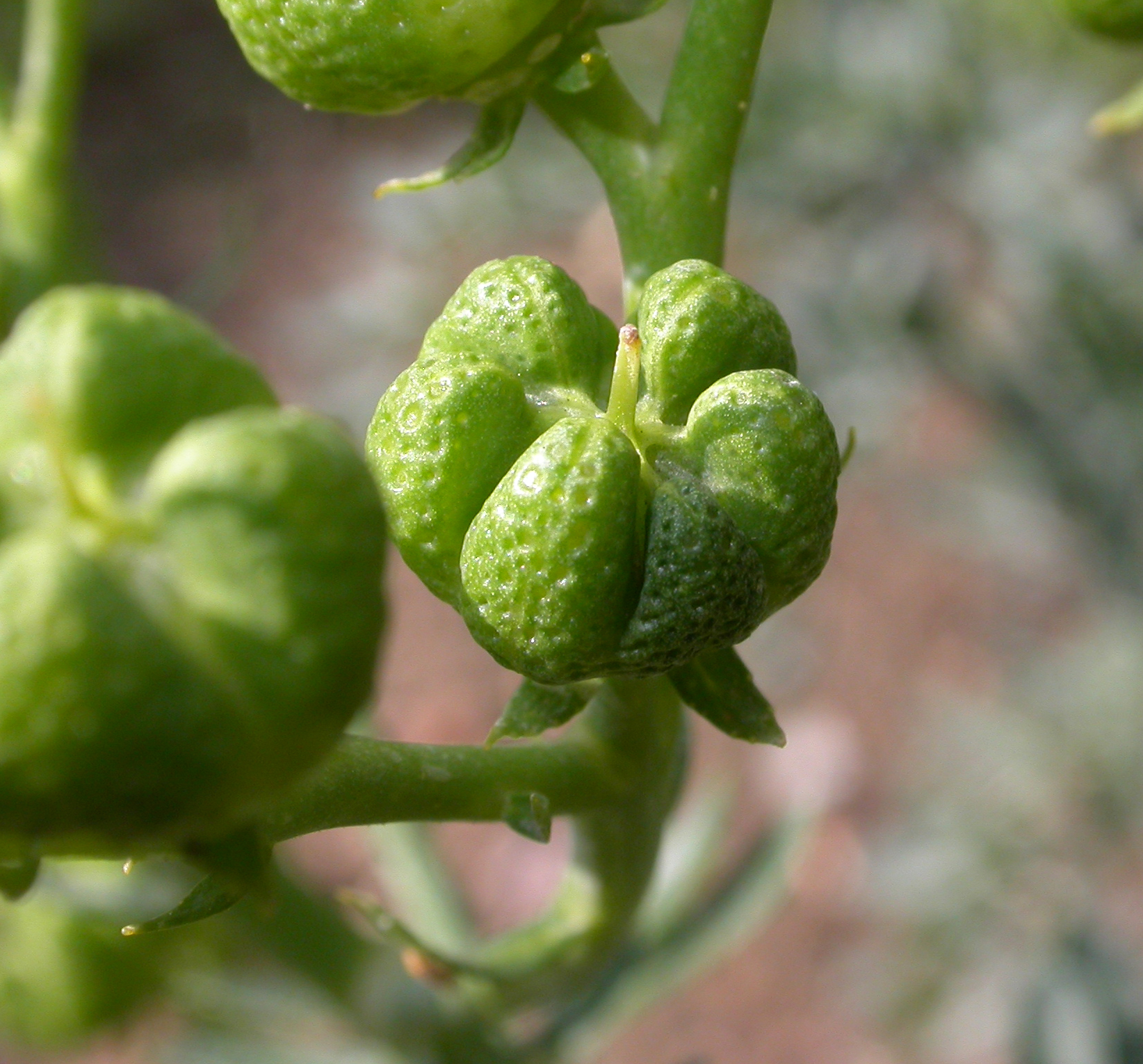 Rutaceae Ruta graveolens