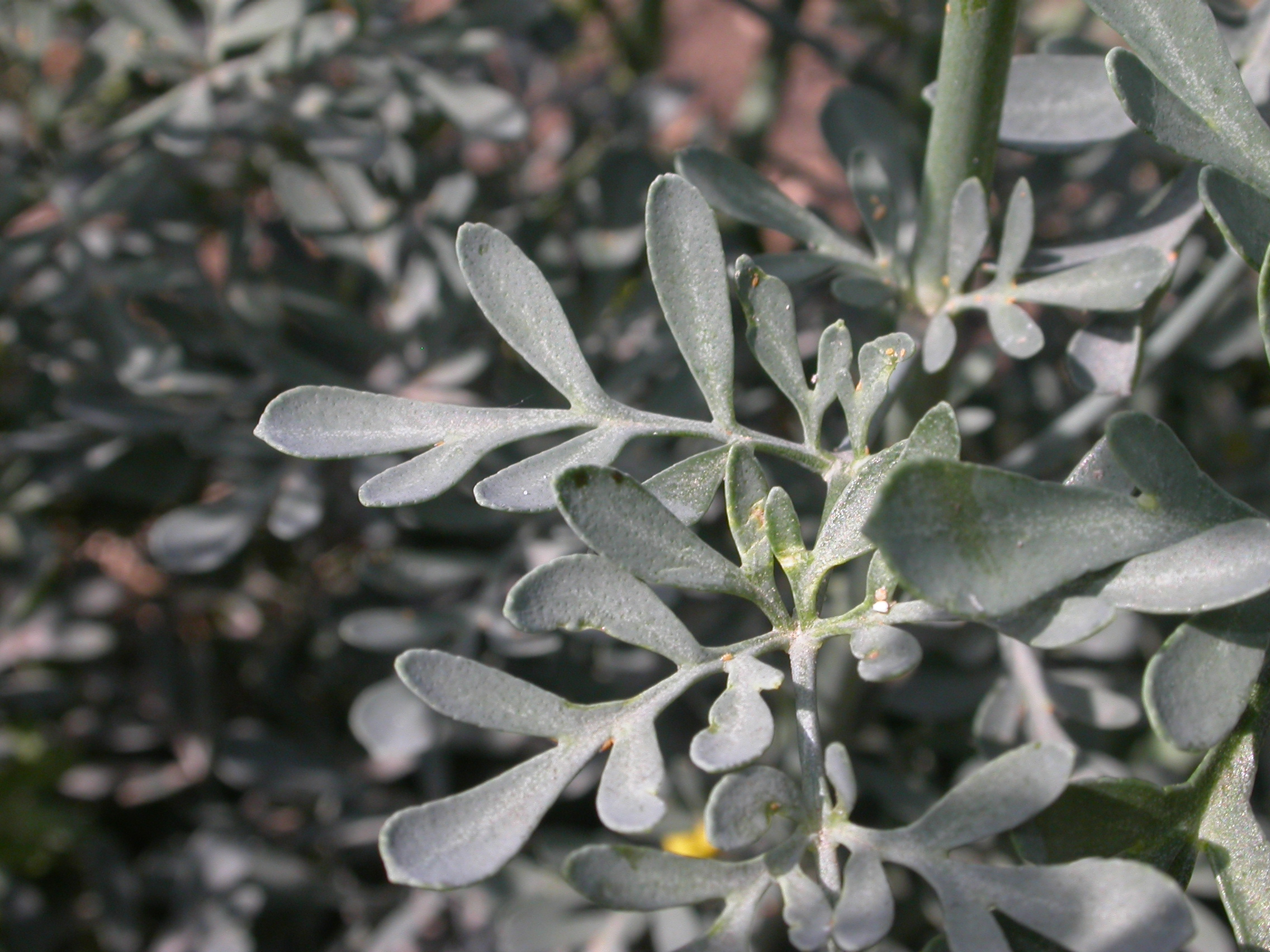 Rutaceae Ruta graveolens