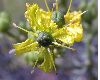 image of Ruta graveolens
