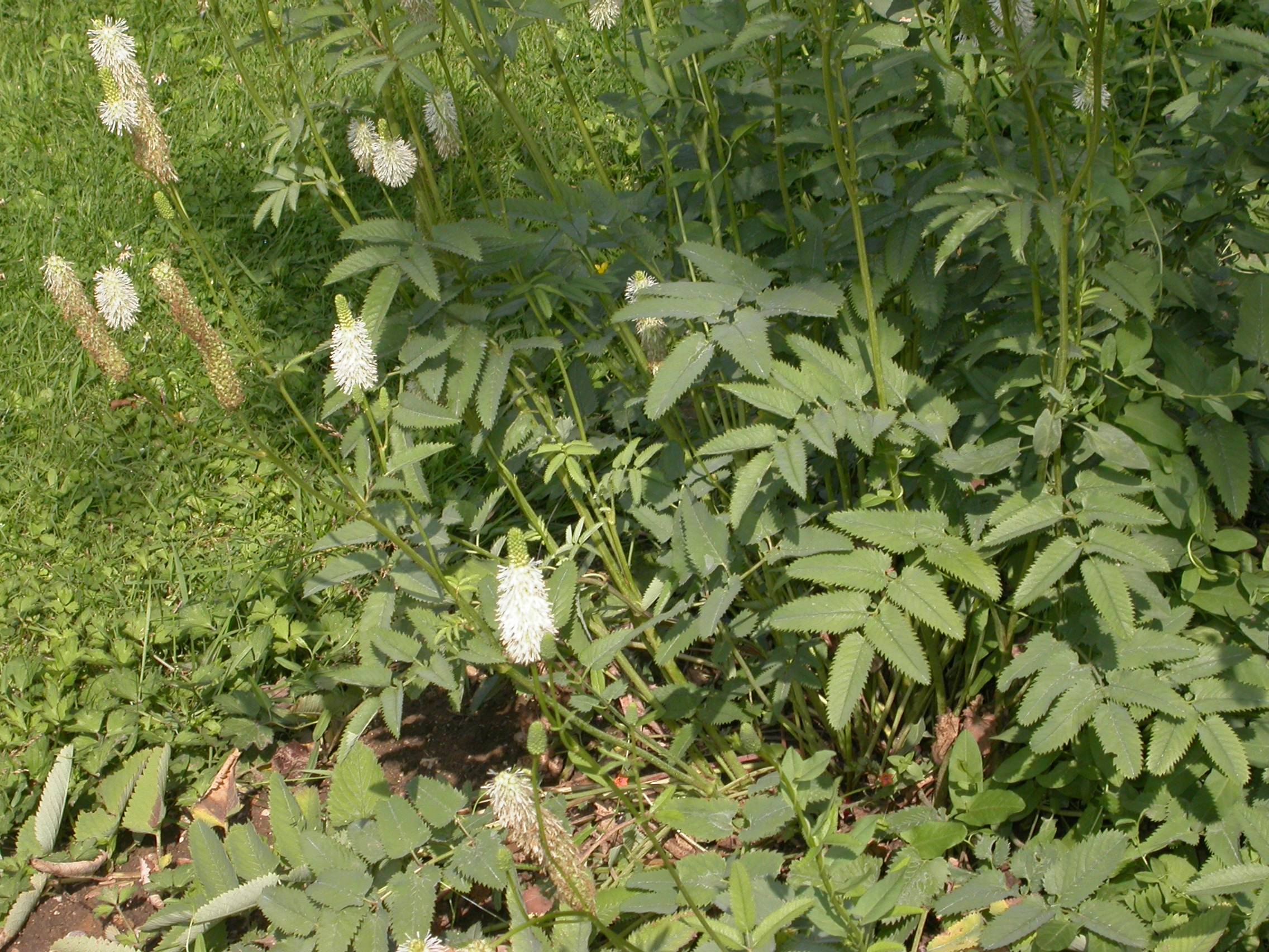 Rosaceae Sanguisorba canadensis