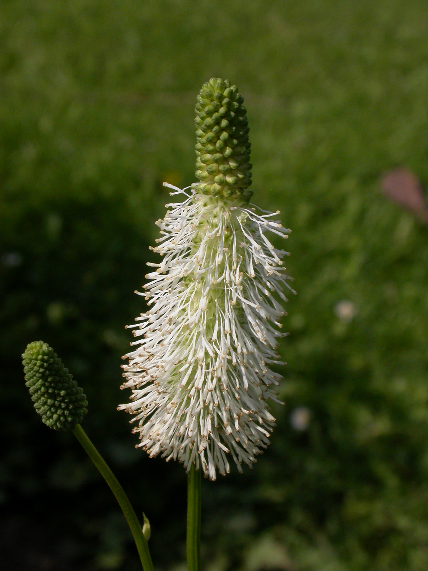 Rosaceae Sanguisorba canadensis