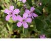 image of Saponaria ocymoides