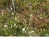 image of Minuartia capillacea