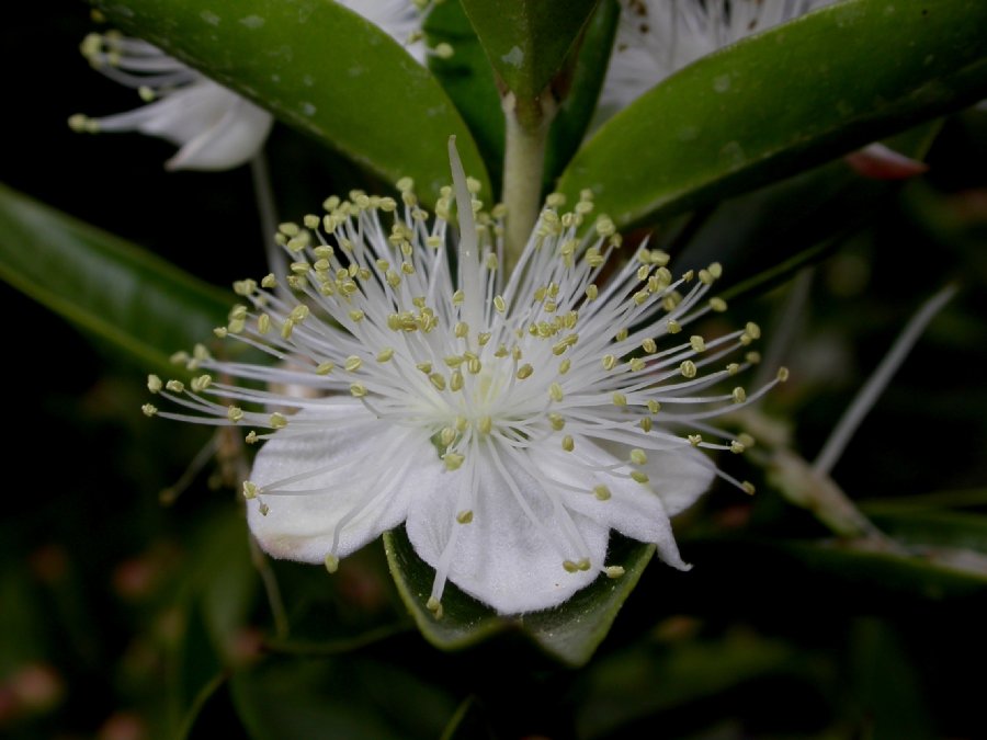 Myrtaceae Myrtus communis