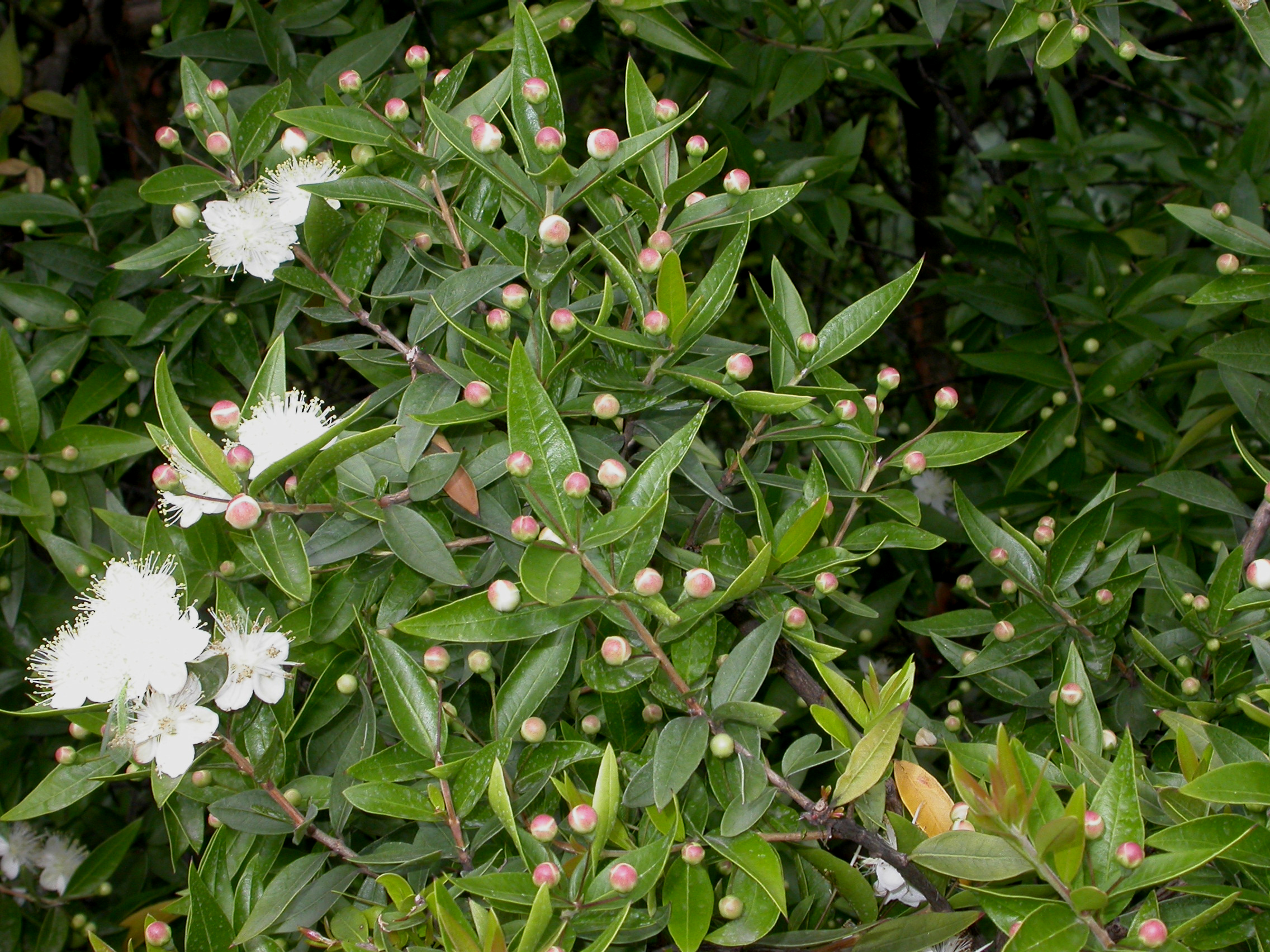 Myrtaceae Myrtus communis