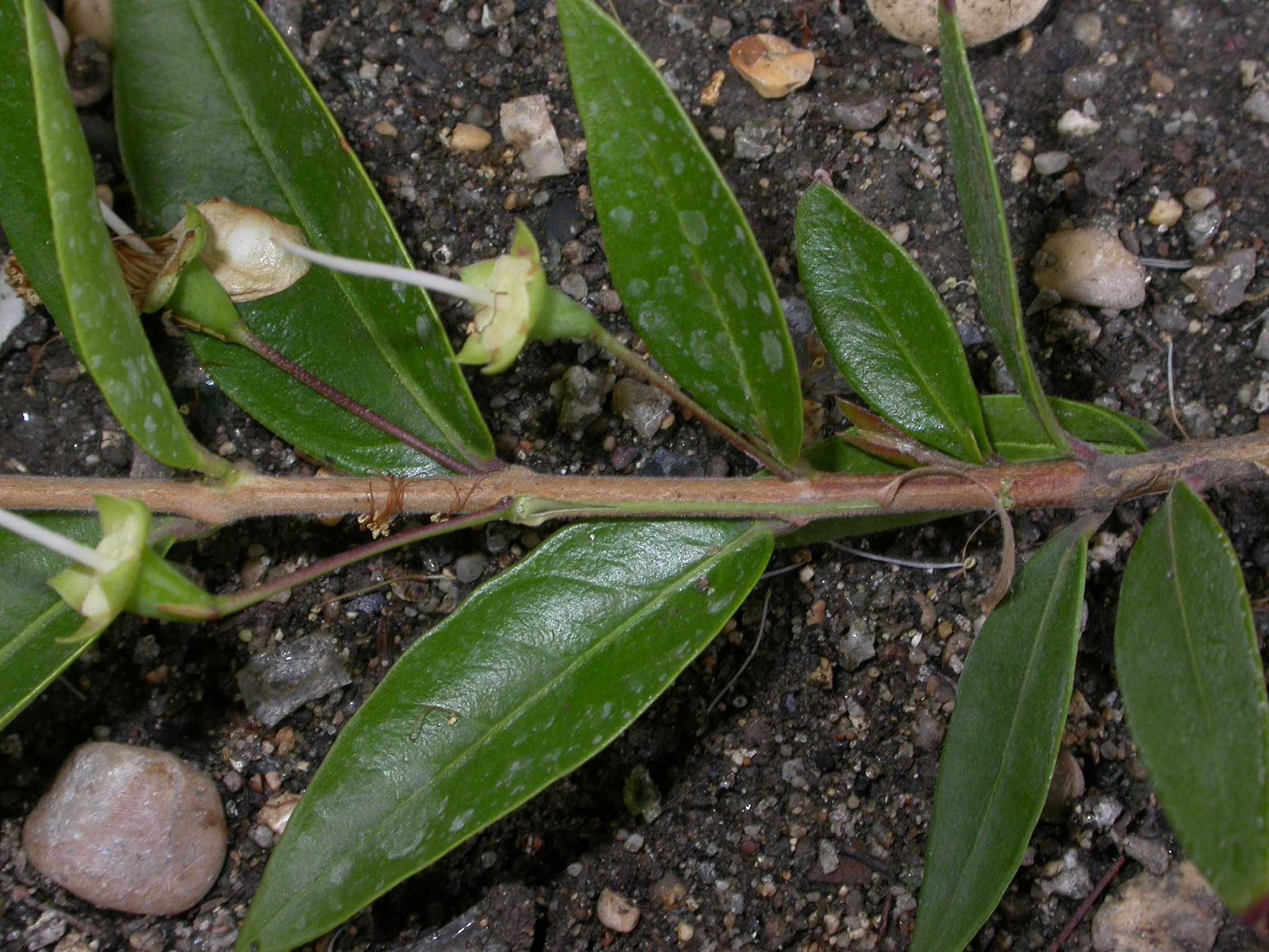 johnansaz Myrtus communis