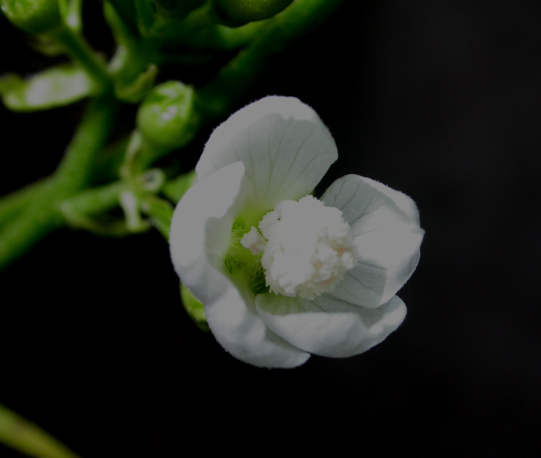 Malvaceae Napaea dioica