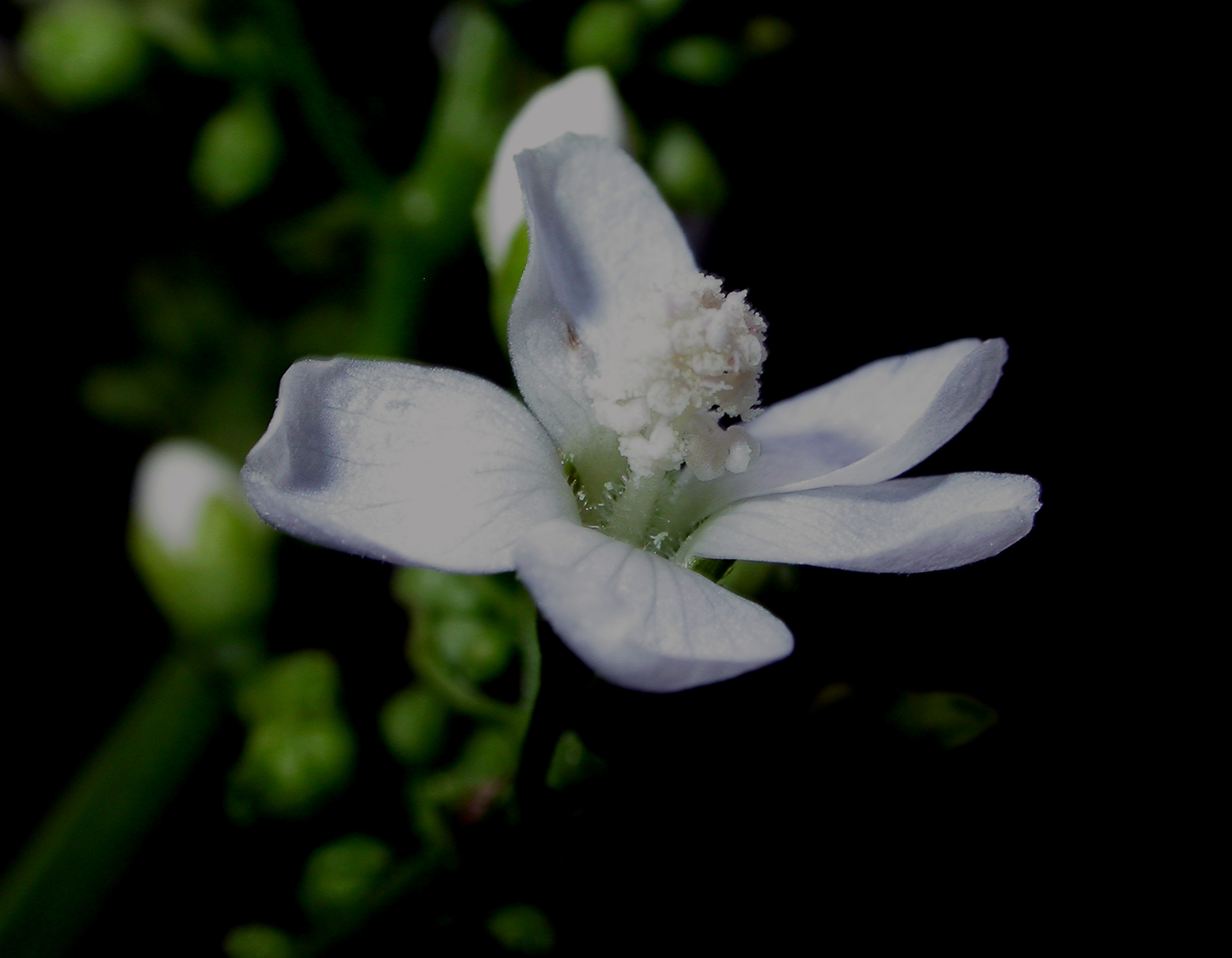 Malvaceae Napaea dioica