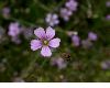 image of Petrorhagia saxifraga