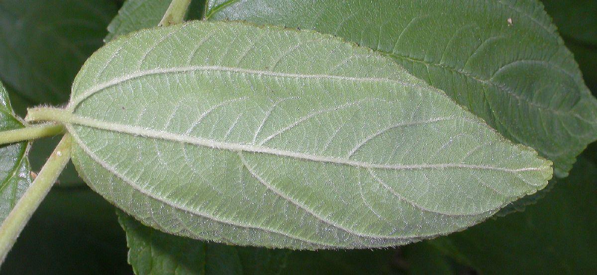 Rhamnaceae Ceanothus americanus