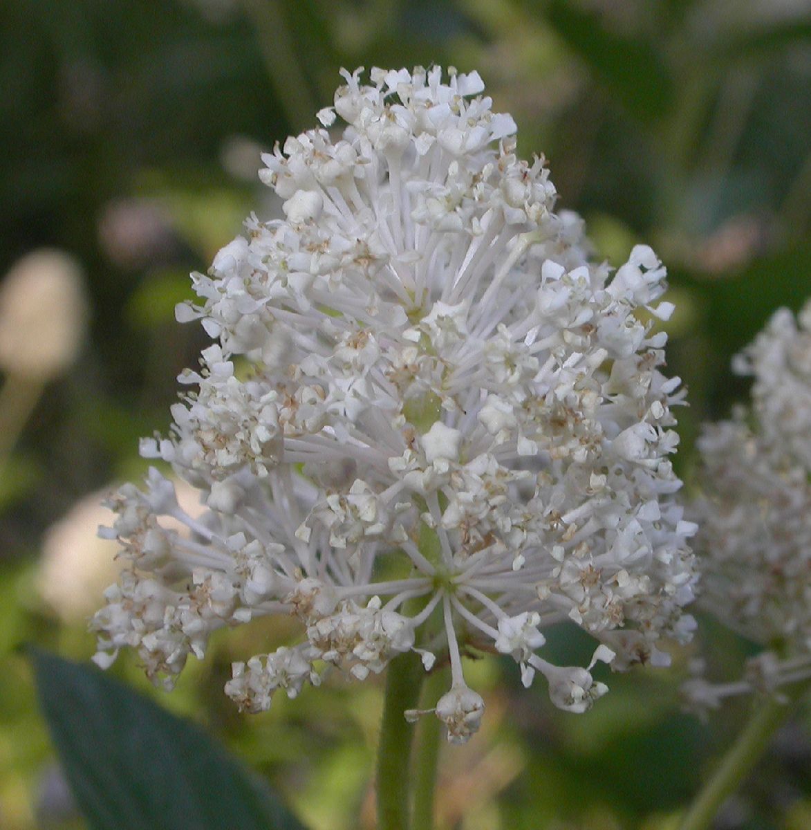 Rhamnaceae Ceanothus americanus